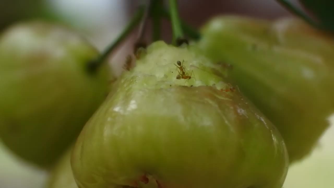 几十只蚂蚁或蛤蜊(Oecophylla)一起咬番石榴。昆虫镜头团队工作。视频素材