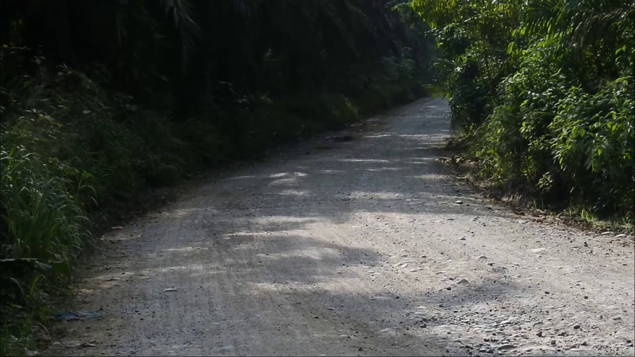 印尼占碑市Muara Bungo油棕种植园周围的地面公路。农业产业。视频素材