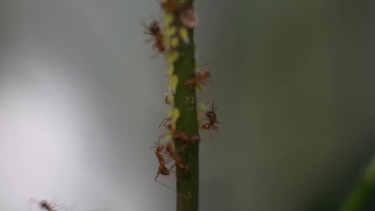 几十只蚂蚁或蛤蜊(Oecophylla)一起咬番石榴。昆虫镜头团队工作。视频素材