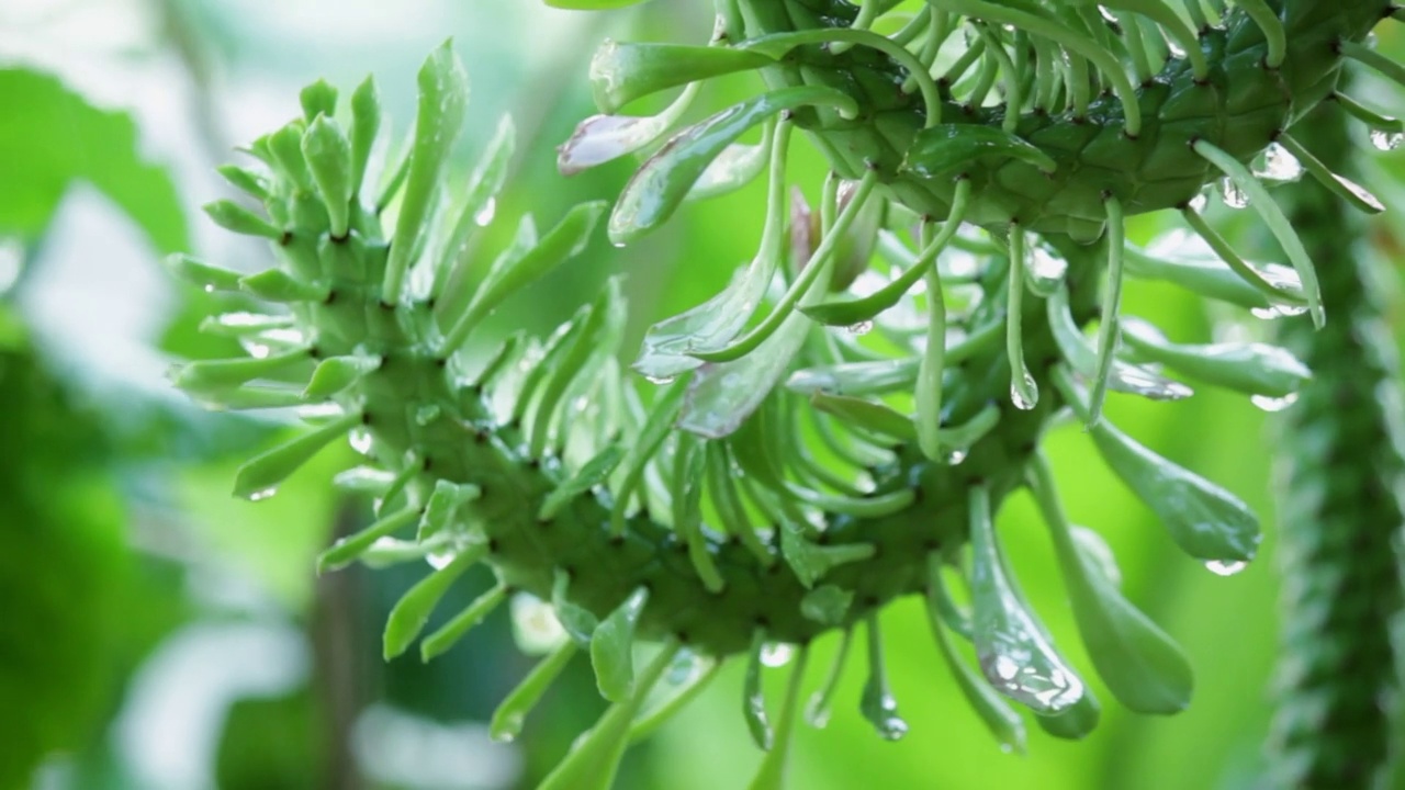 雨落在麻鼠尾仙人掌上，视频素材