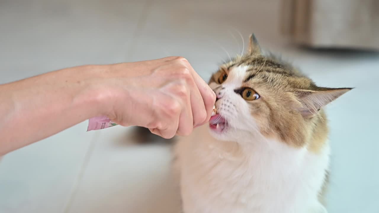 宠物主人给她的猫吃液体零食，但她的猫在看到陌生人后跑掉了。视频素材