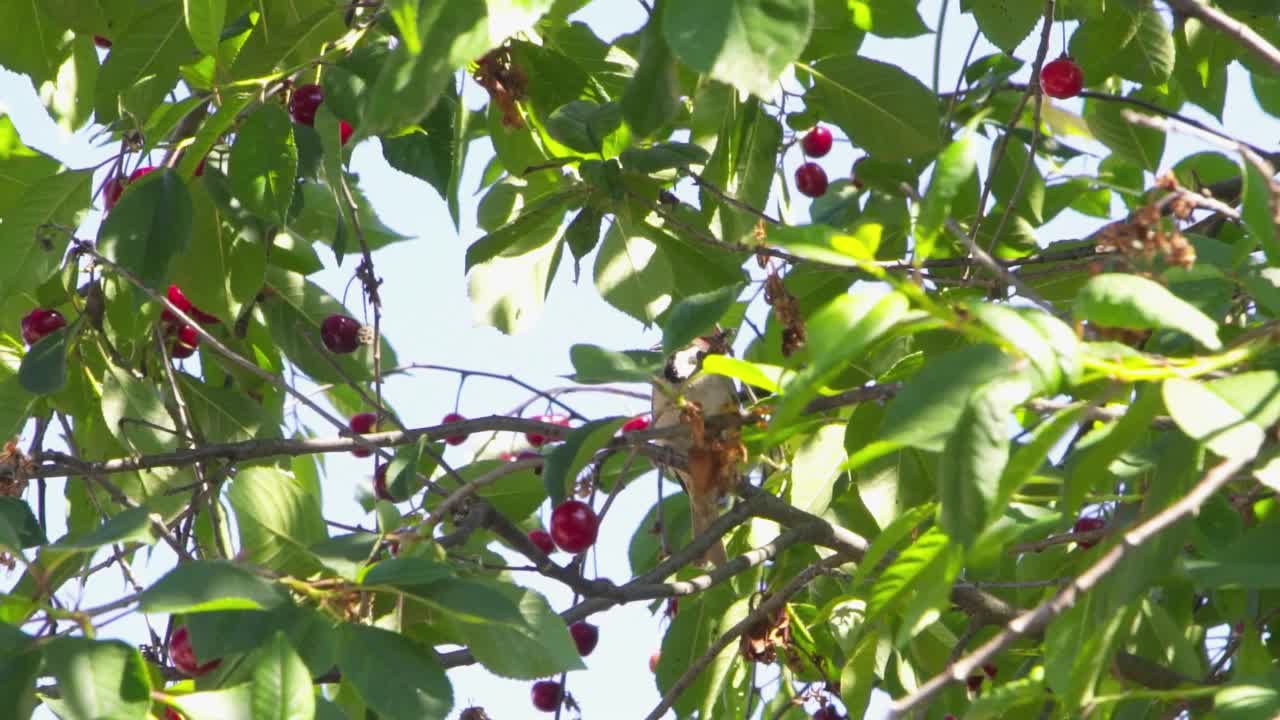 阳光明媚的花园里的樱桃。成熟的樱桃挂在果园里的樱桃树枝上。夏季日光照射在樱桃园的果实上。视频素材