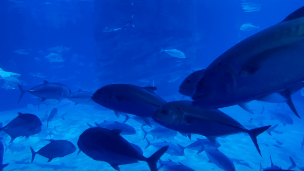 一群海鱼在水族箱里游泳的图片。水平的。视频下载