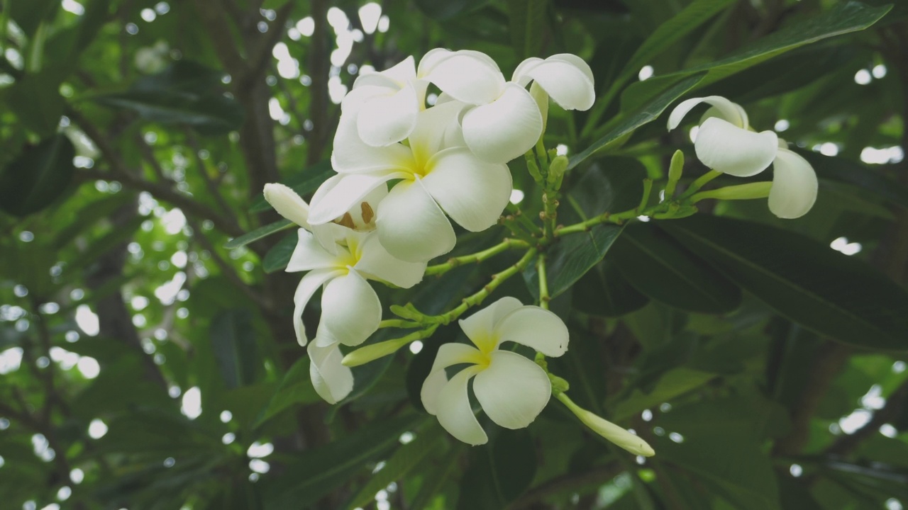 白色的鸡蛋花在树上视频素材