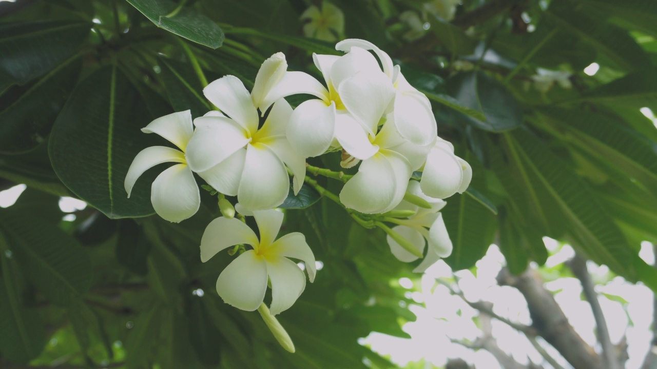 白色的鸡蛋花在树上视频素材