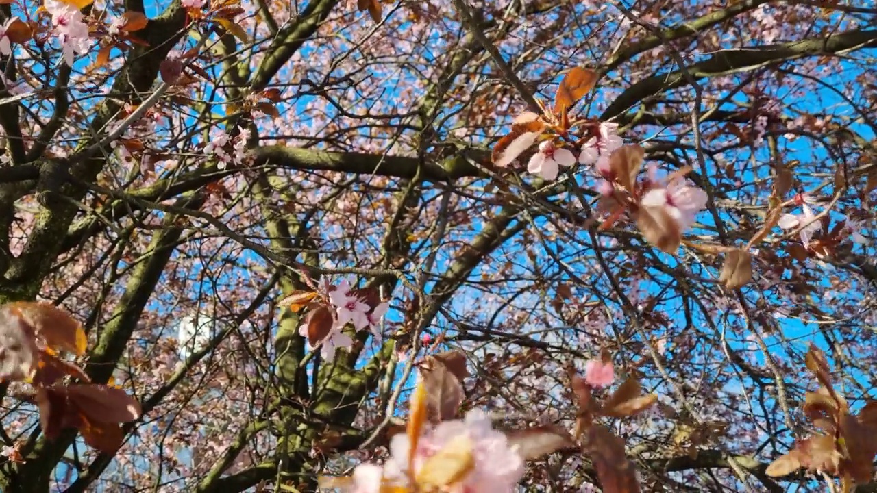 天空映衬下花园里的樱花枝特写视频素材