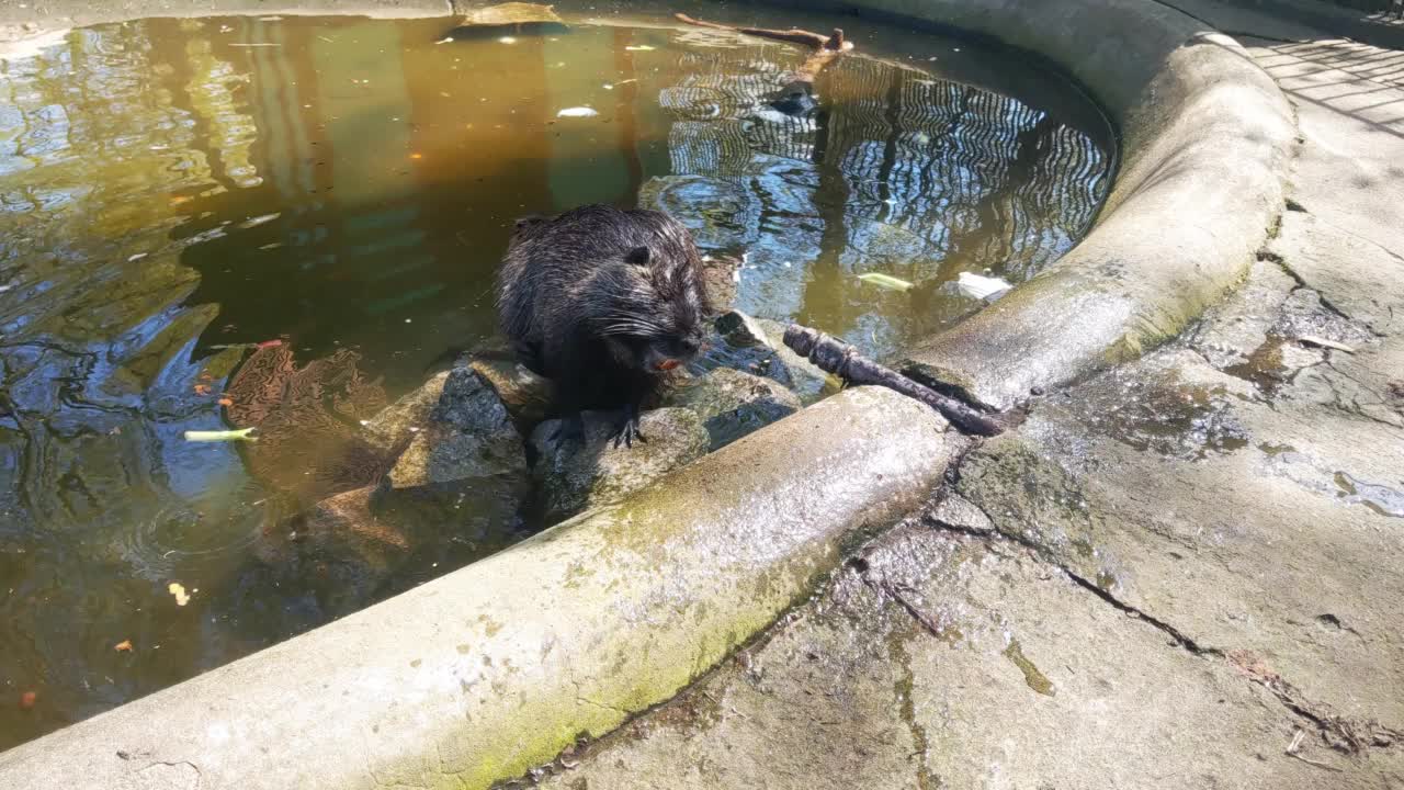 水獭在水中漂浮的特写。麝鼠视频素材