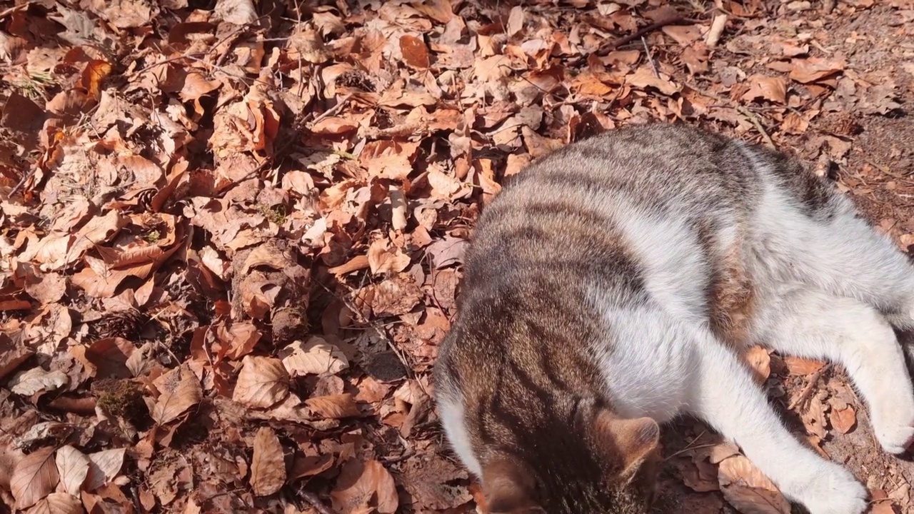 猫的特写。善良可爱的宠物。猫躺在树叶上。他摇着尾巴视频素材