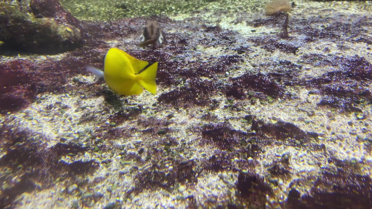 水族馆里的奇异鱼视频素材