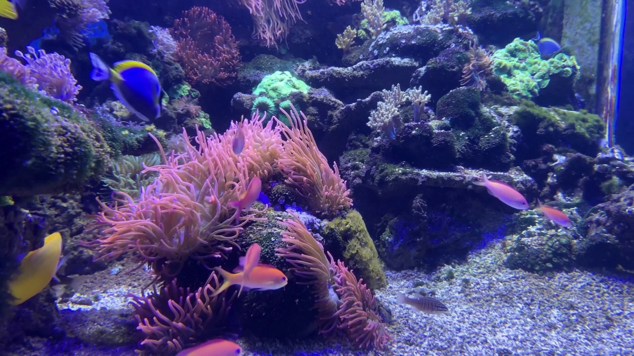 水族馆里的奇异鱼视频素材