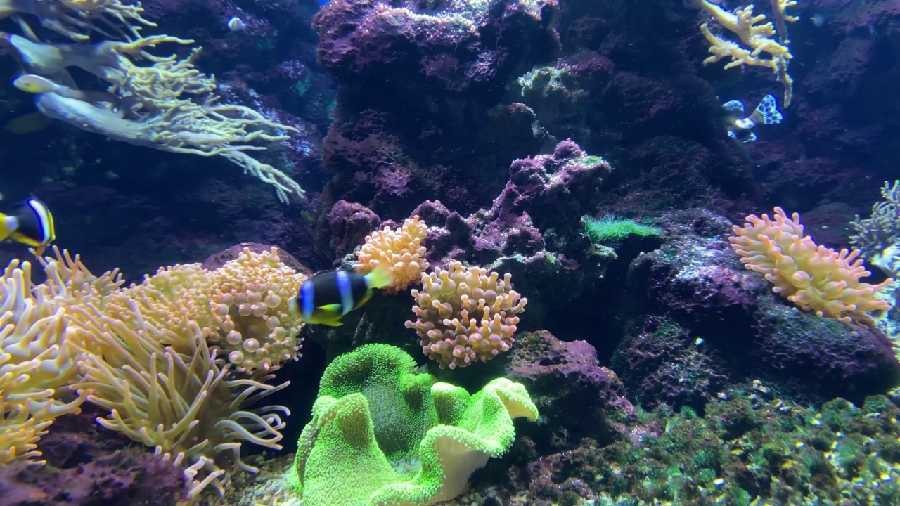 水族馆里的奇异鱼视频素材