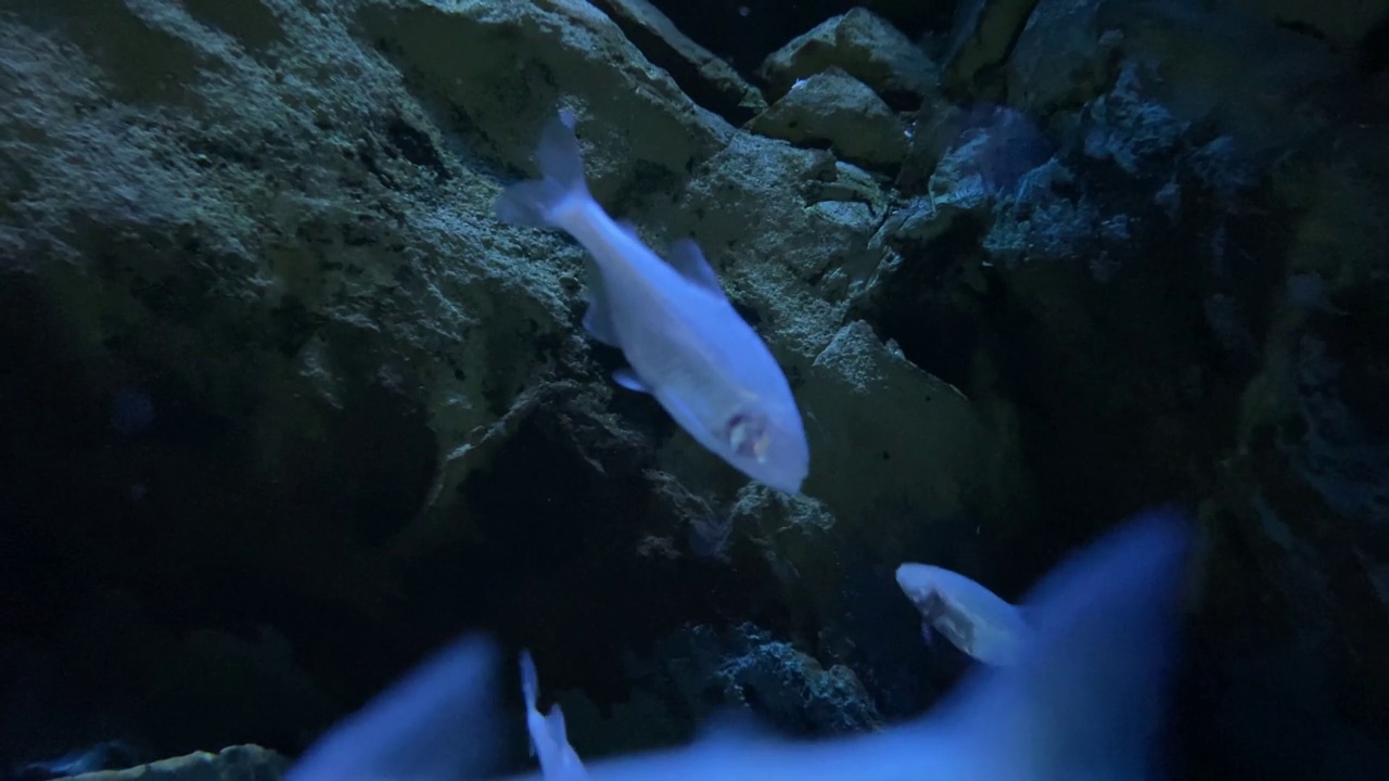 水族馆里的奇异鱼视频素材