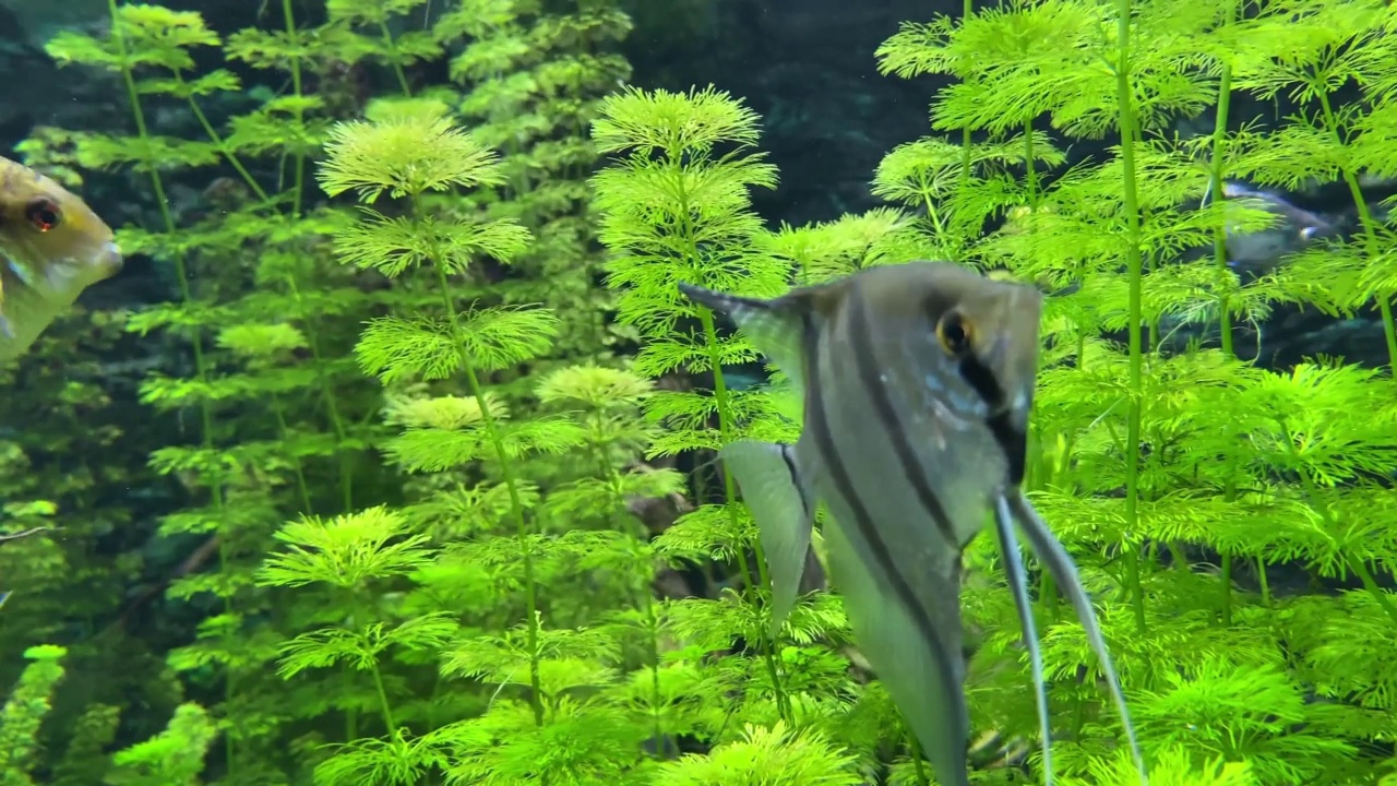 水族馆里的奇异鱼视频素材