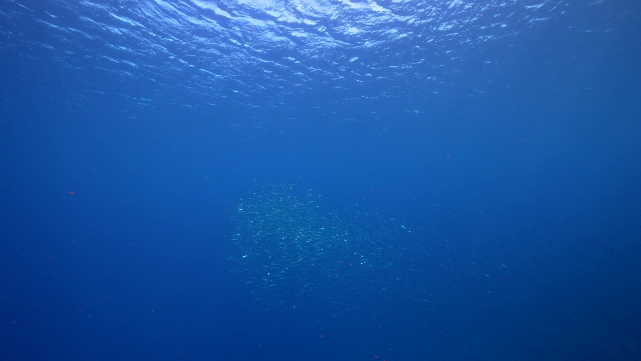 4K 120帧超慢镜头:与鱼群的海景，博加鱼在加勒比海的珊瑚礁，库拉索岛视频素材