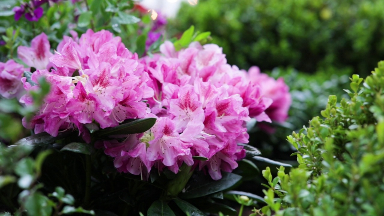 粉色杜鹃花，特写和微距视频的粉色红色花园玫瑰，特写和微距视频的粉色红色花园玫瑰，粉色杜鹃花视频素材