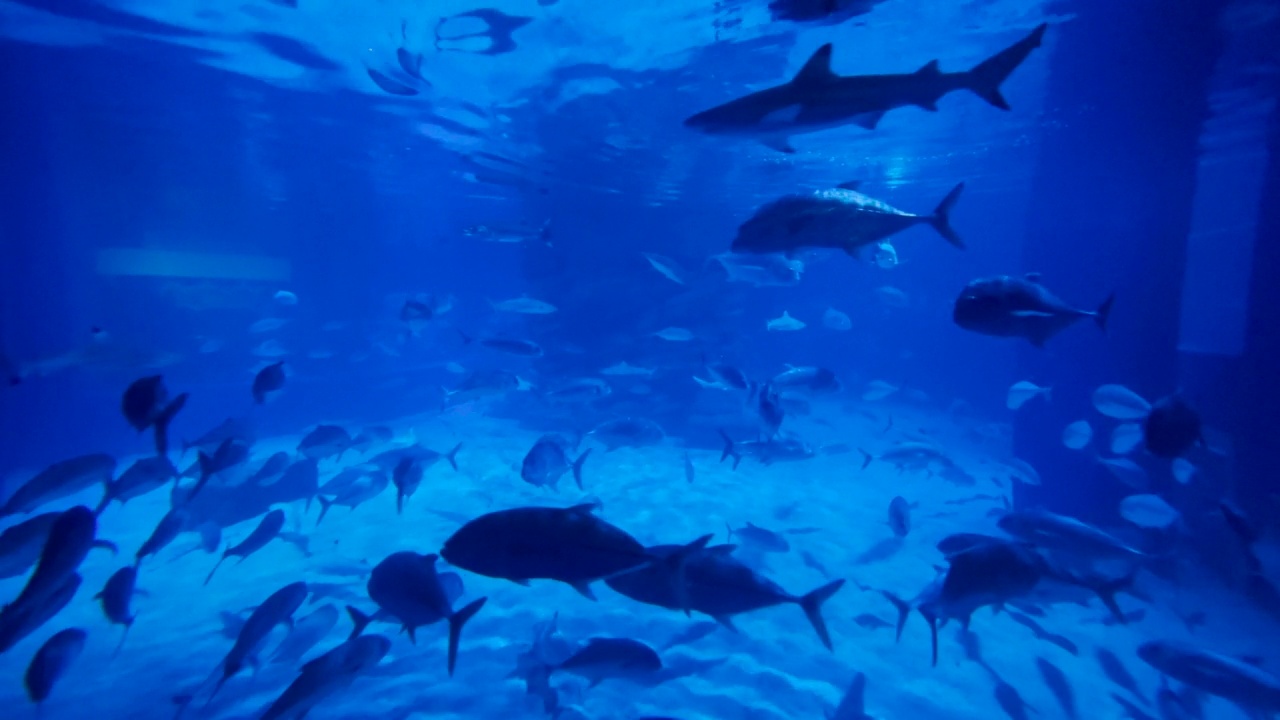 一群海鱼在水族箱里游泳的图片。水平的。视频素材