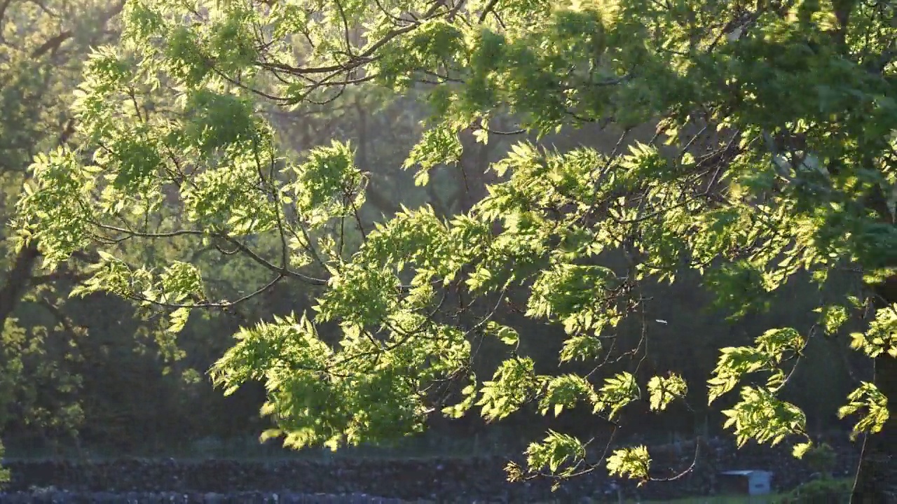 在英国约克郡的奥斯威克附近，一棵白蜡树在夕阳下随风摇曳。视频素材