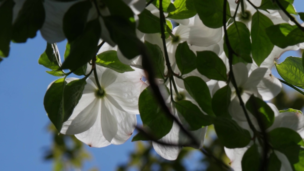 开花山茱萸视频素材