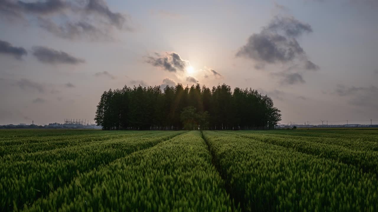 青稞田的夕阳/全北郡，韩国视频素材