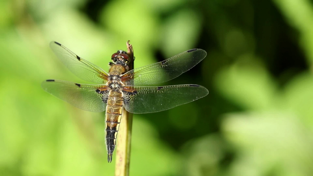 四斑追逐者，Libellula quadrimaculata视频素材