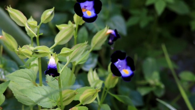 Torenia(猫眼花)视频素材