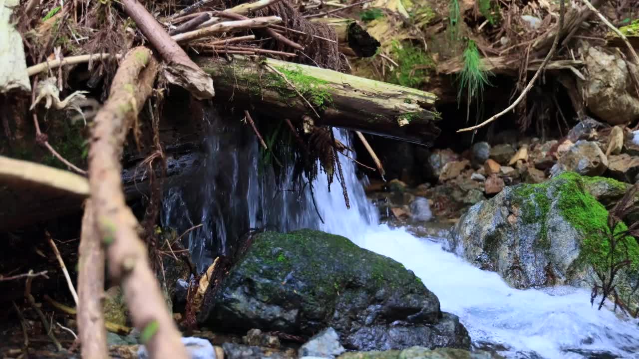 长满青苔的岩石和溪水纯净的潺潺声视频素材