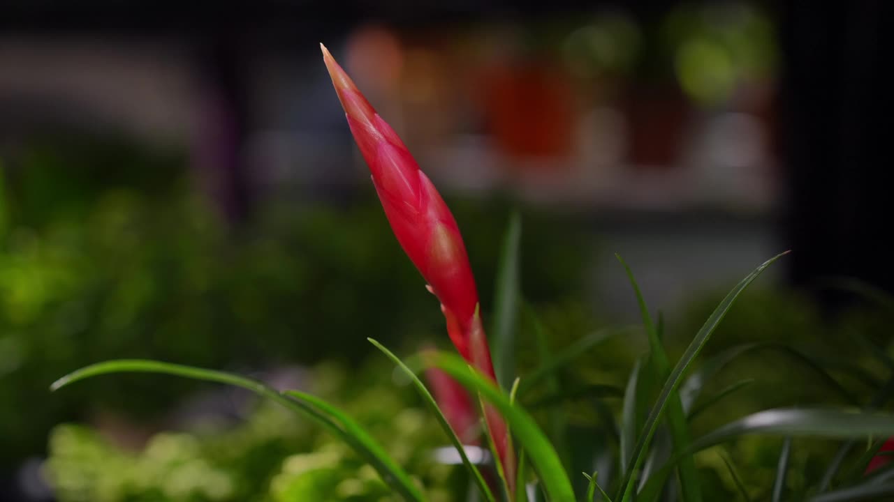 特写女性手爱抚红色花蕾在室内的慢动作。在花店挑选盆栽的陌生白人妇女。视频素材