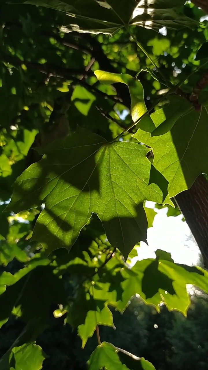 绿色的枫叶在阳光下视频素材