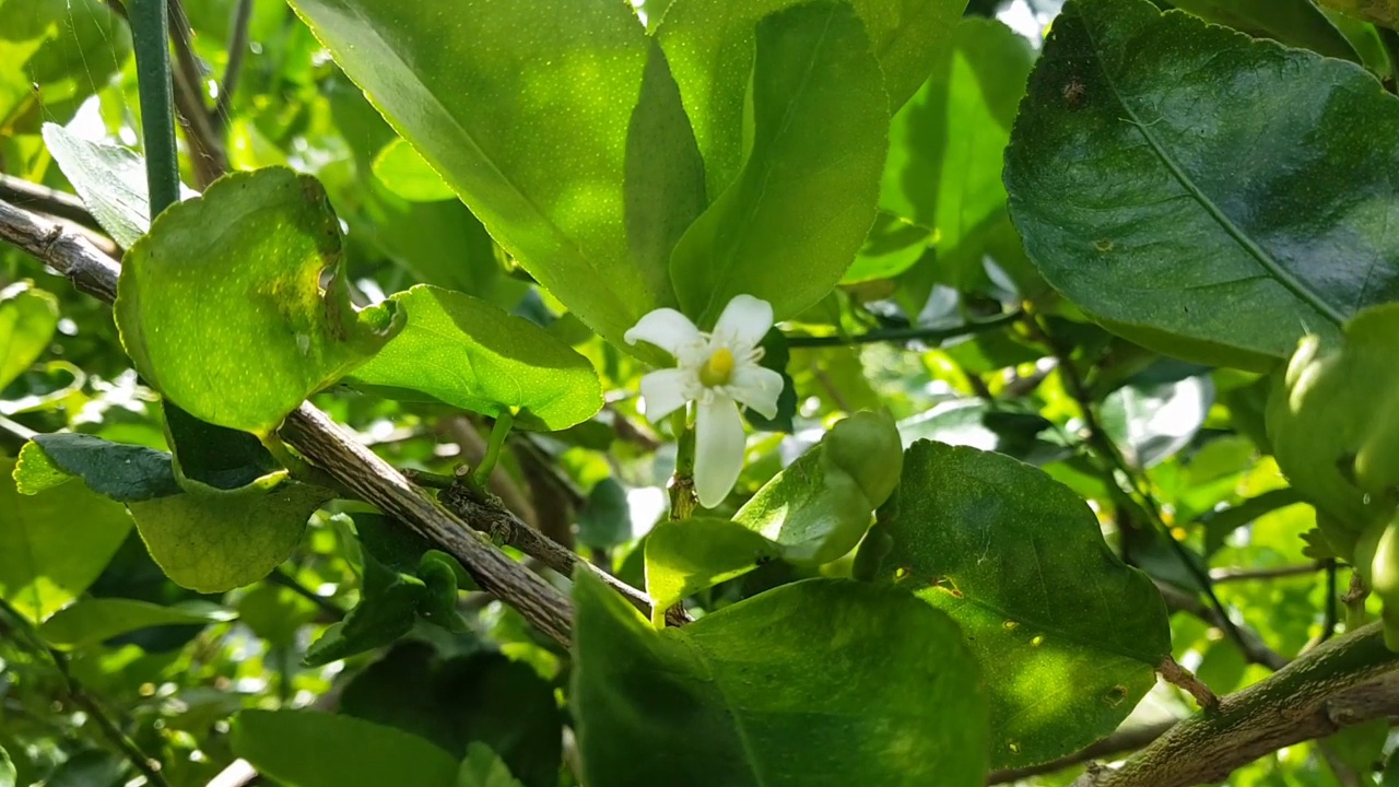 微距视频白色柠檬花开花。视频下载