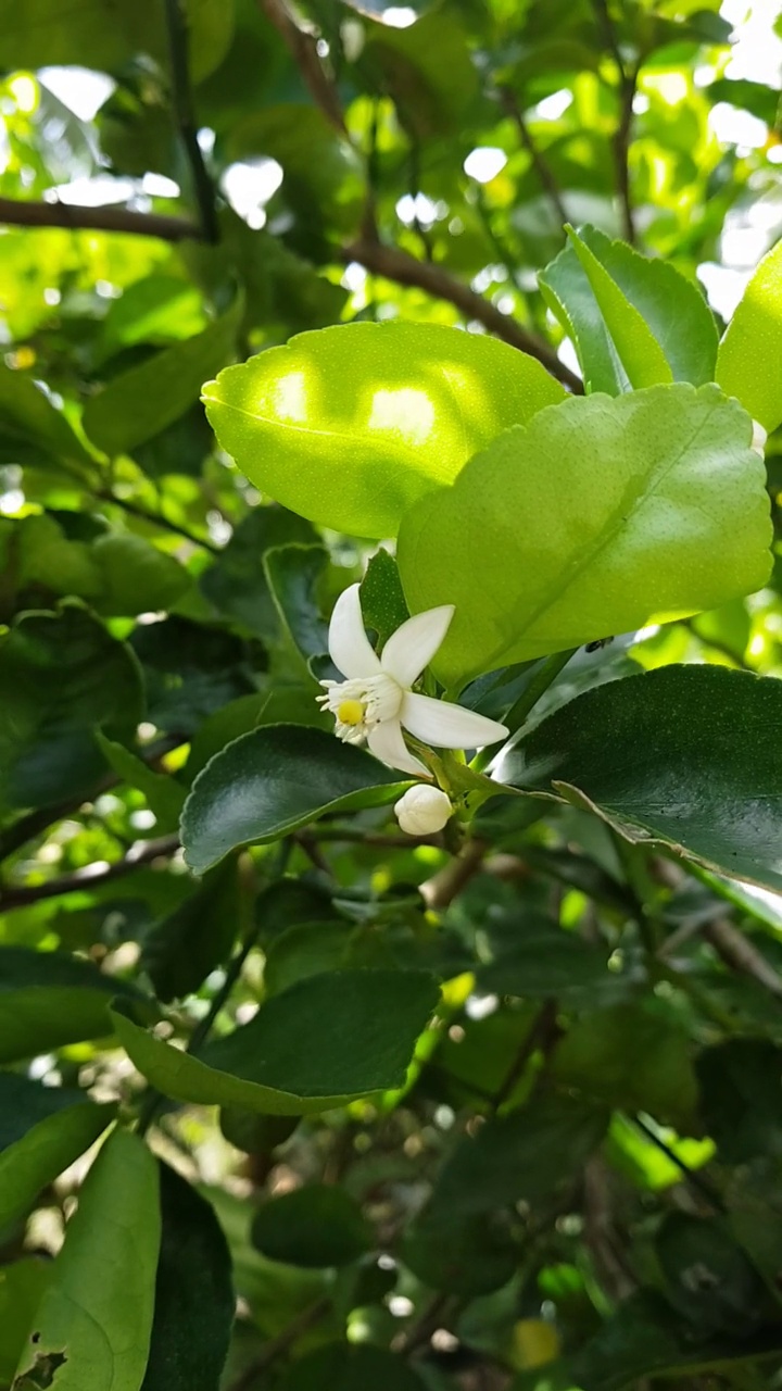 微距视频白色柠檬花开花。视频下载