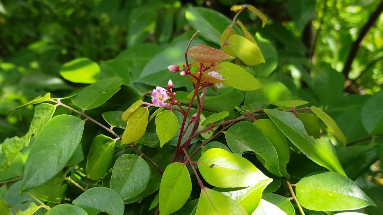 杨桃花在越南的微距视频。视频素材