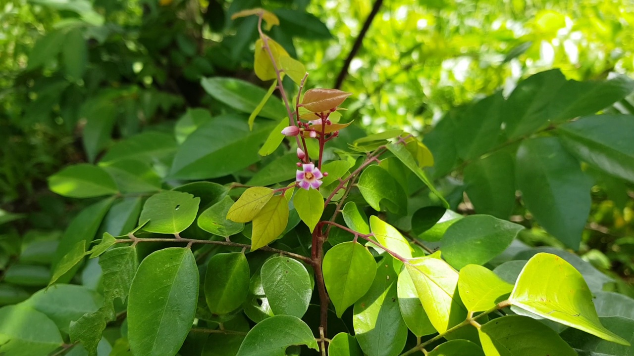 杨桃花在越南的微距视频。视频下载