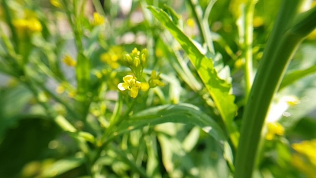 蜜蜂从绿色的芥菜花采集花蜜，随风摇曳。视频素材