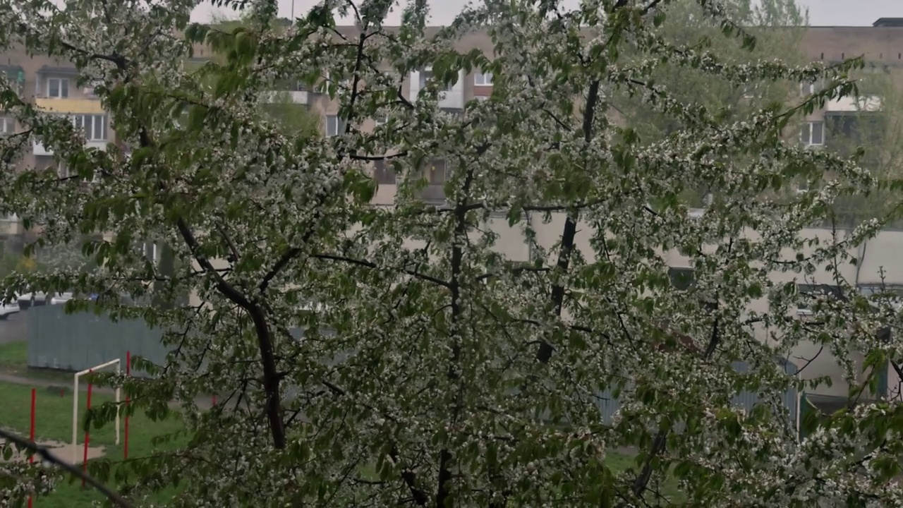 春天的暴雨在树木开花期间视频素材