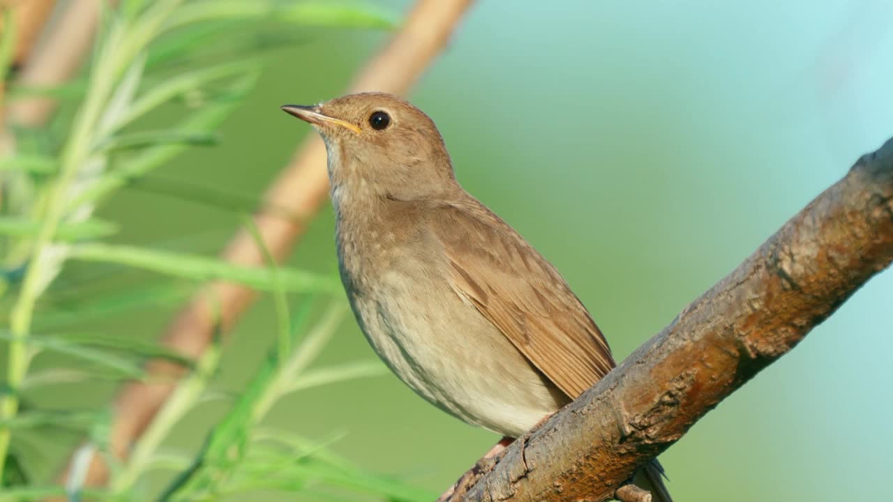 在一个阳光明媚的夏日傍晚，画眉夜莺(Luscinia Luscinia)坐在灌木的树枝上唱歌。视频素材