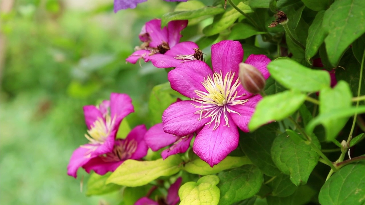 花园里粉红色的铁线莲花。视频素材