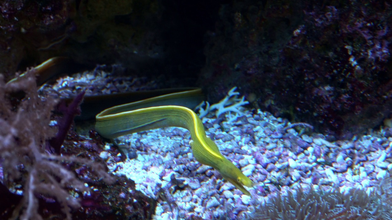 彩带鳗鱼，Rhinomuraena quaesita，在水族馆底部的清澈水中视频素材