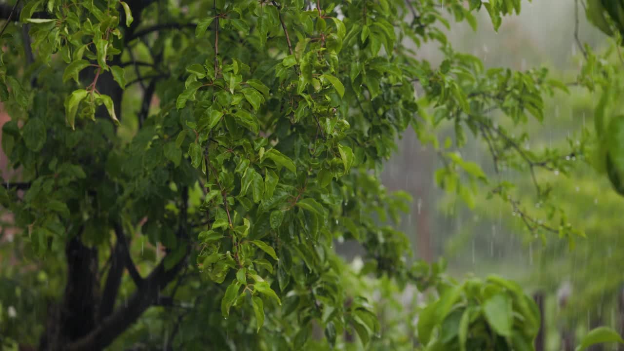 雨和冰雹浇在苹果树上，雨滴从未种子的青苹果流下视频素材