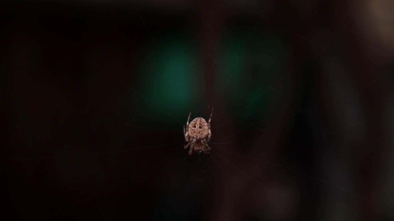 一只棕色的蜘蛛在它的网上，背景模糊。视频素材