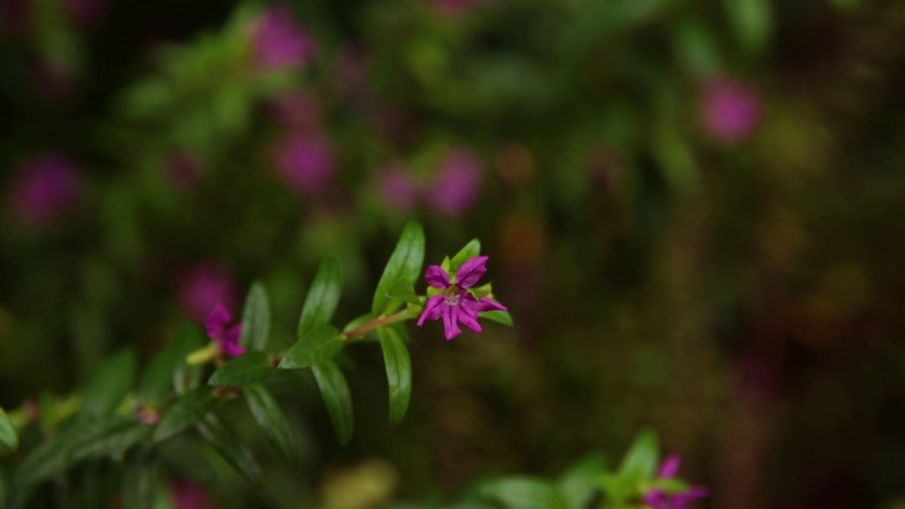 特写镜头紫色花朵视频素材