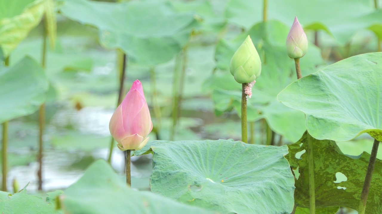 粉红莲花睡莲在早晨盛开。视频素材