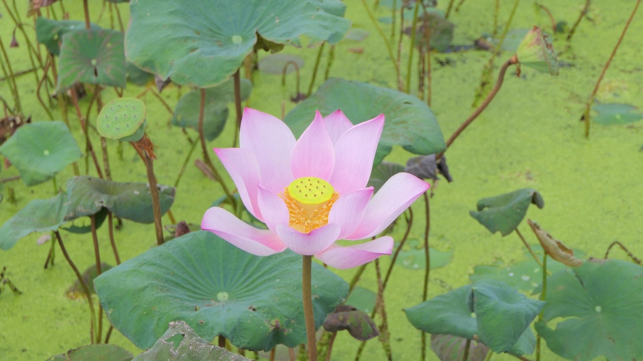 粉红莲花睡莲在早晨盛开。视频素材