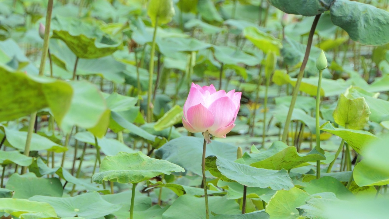 粉红莲花睡莲在早晨盛开。视频素材