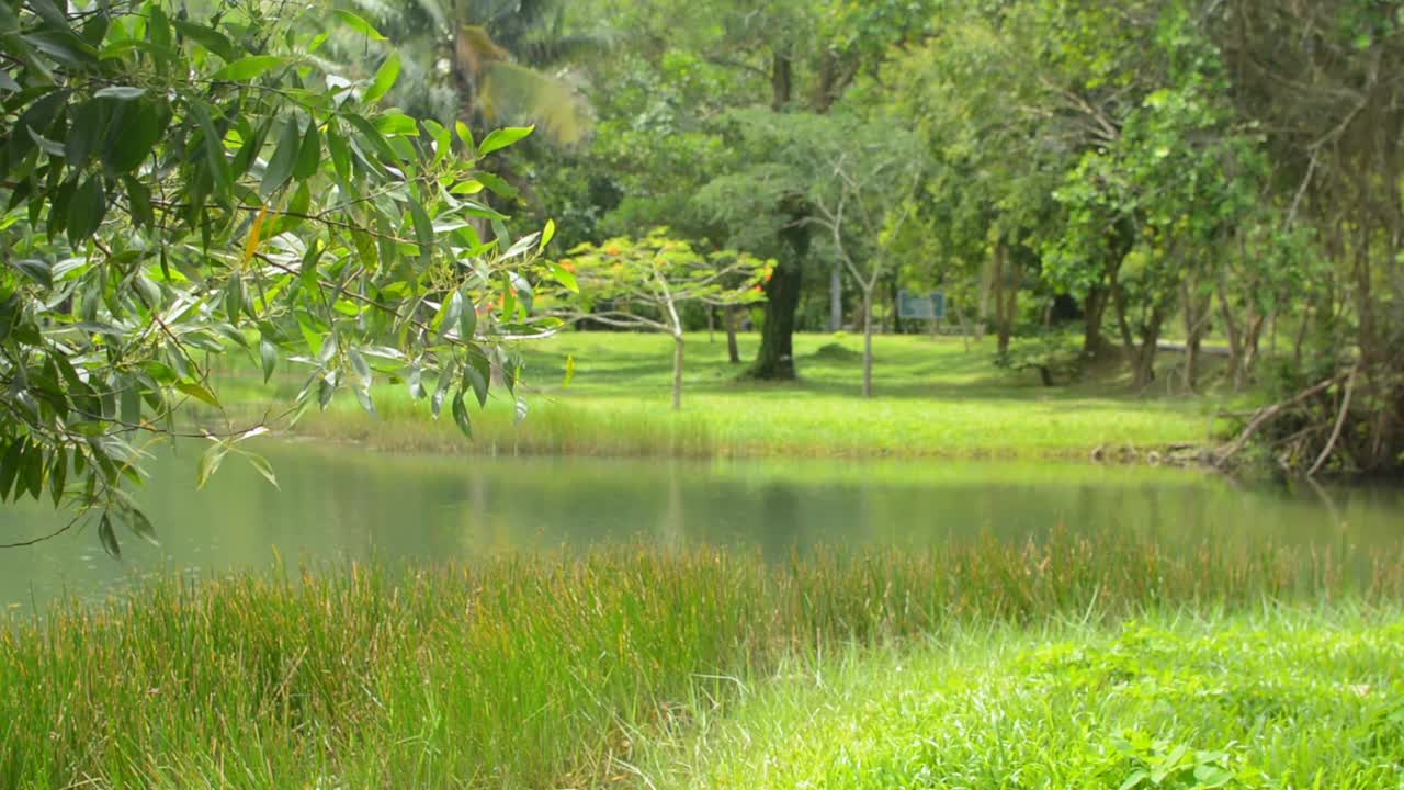 温暖阳光下的自然池塘，静谧的公园景观。视频素材