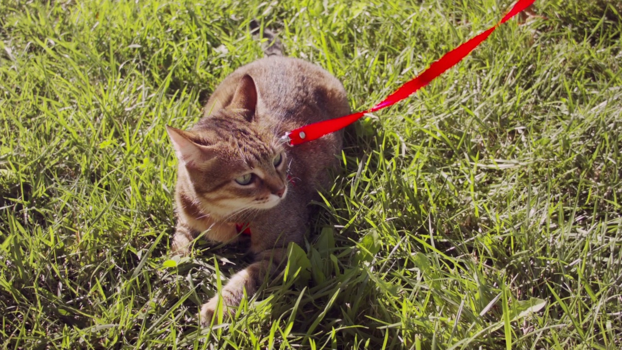 一个女人和她的姜黄色的猫在春天的草地公园散步的特写。视频素材