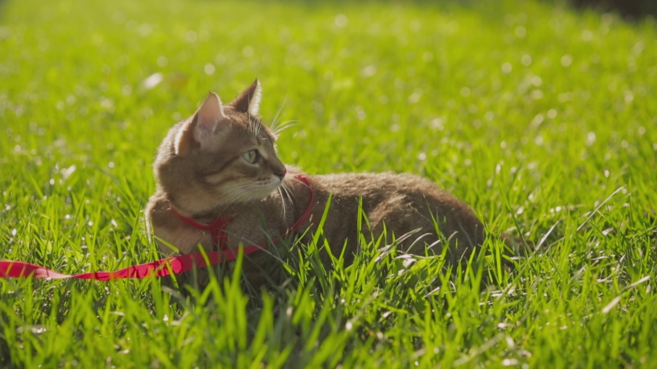 一个女人和她的姜黄色的猫在春天的草地公园散步的特写。视频素材