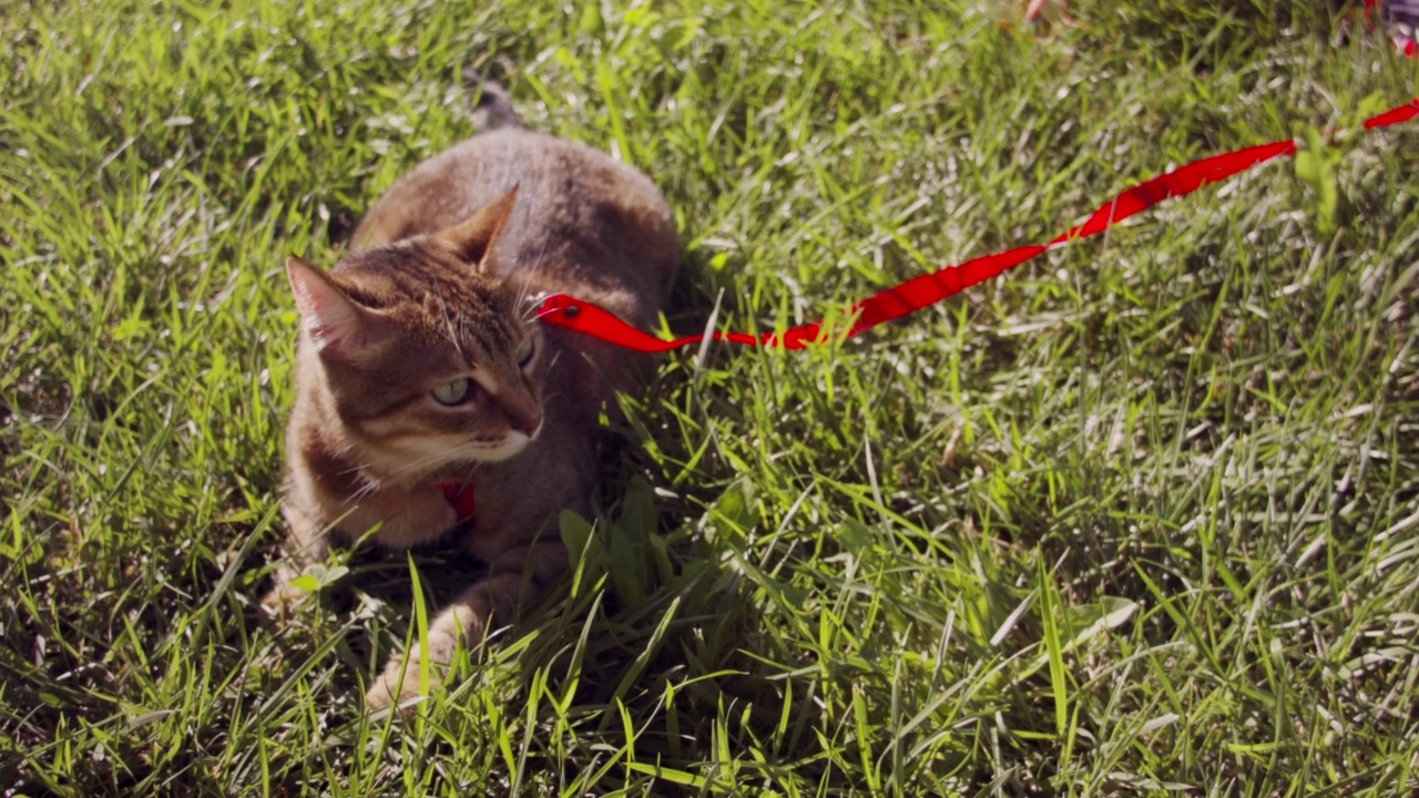 一个女人和她的姜黄色的猫在春天的草地公园散步的特写。视频素材