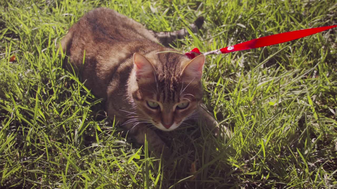 一个女人和她的姜黄色的猫在春天的草地公园散步的特写。视频素材