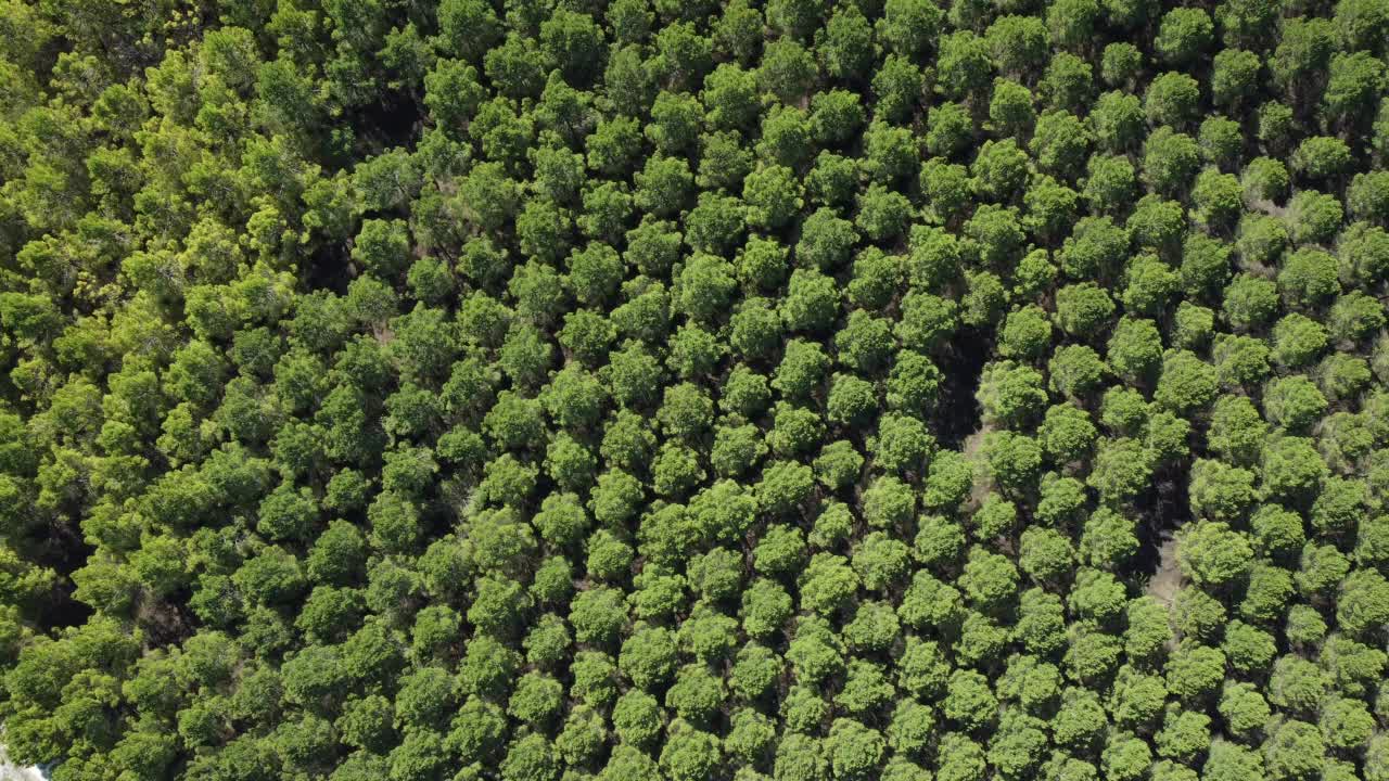 鸟瞰图，整幅图是成排的松树林。视频素材