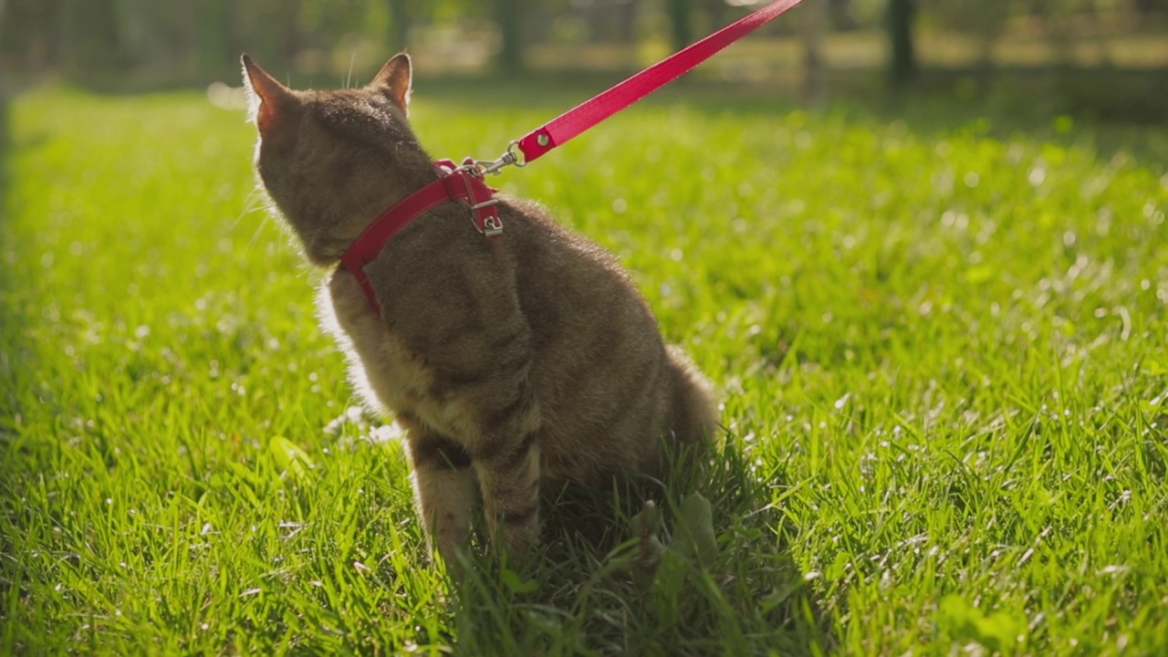 一个女人和她的姜黄色的猫在春天的草地公园散步的特写。视频素材